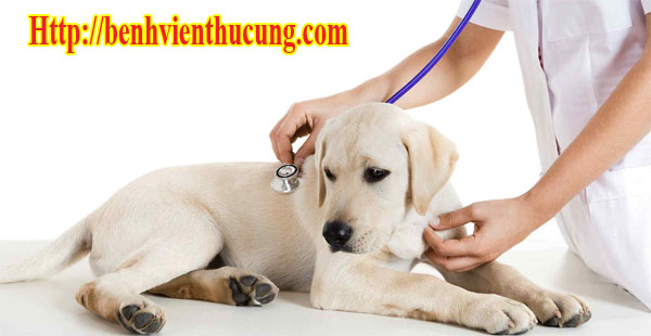 Các bệnh thường gặp ở chó