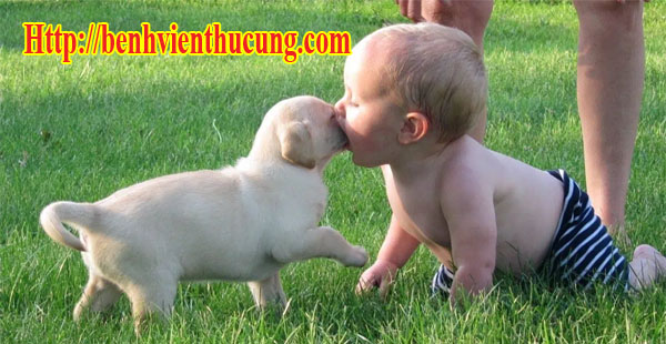 Vì sao nuôi chó không mập mạp mà lại thường bị bệnh