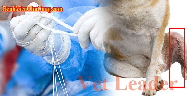 Dây chằng nhân tạo trong phẫu thuật đứt dây chằng khớp chậu đùi thú y - Veterinary orthopedic LARS (Ligament Augmentation Reconstruction System ) - reconstruct ligament surgery Vet Leader