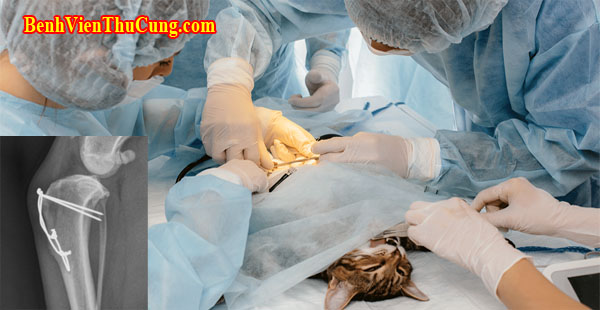 Phẫu thuật xương - Ghép nẹp vít - Điều trị - Chỉnh hình cho chó mèo gãy xương trong thú y