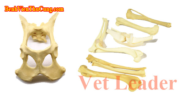 Mô hình xương phẫu thuật chỉnh hình thú y, giảng dạy môn giải phẫu - veterinary bone models in orthopedic surgery