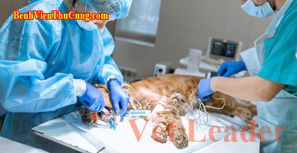 Triệt sản chó mèo có cần thiết, lợi và hại cần lưu ý