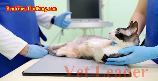 Chó mèo đột tử, chết đột ngột, nguyên nhân và cách phòng ngừa