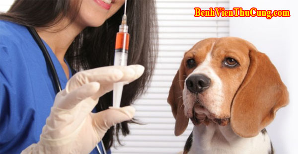 Dịch vụ chích ngừa, tiêm phòng vacxin thú y, chó mèo