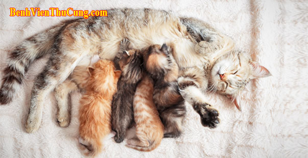 Cách chăm sóc mèo con mới sinh đẻ