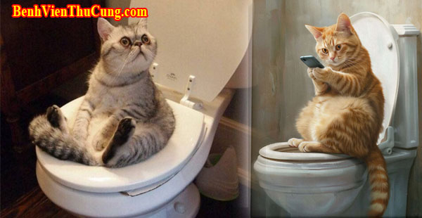 Cách dạy mèo đi vệ sinh đúng chỗ trong thau cát và bồn cầu