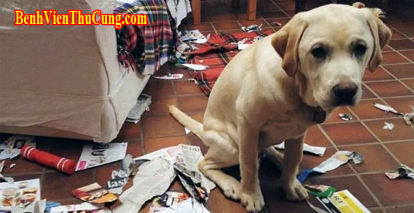Cách dạy chó không cắn bậy đồ đạc