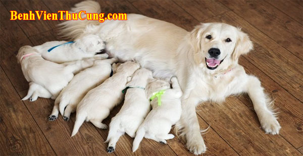 Cách chăm sóc chó, mèo con mới đẻ